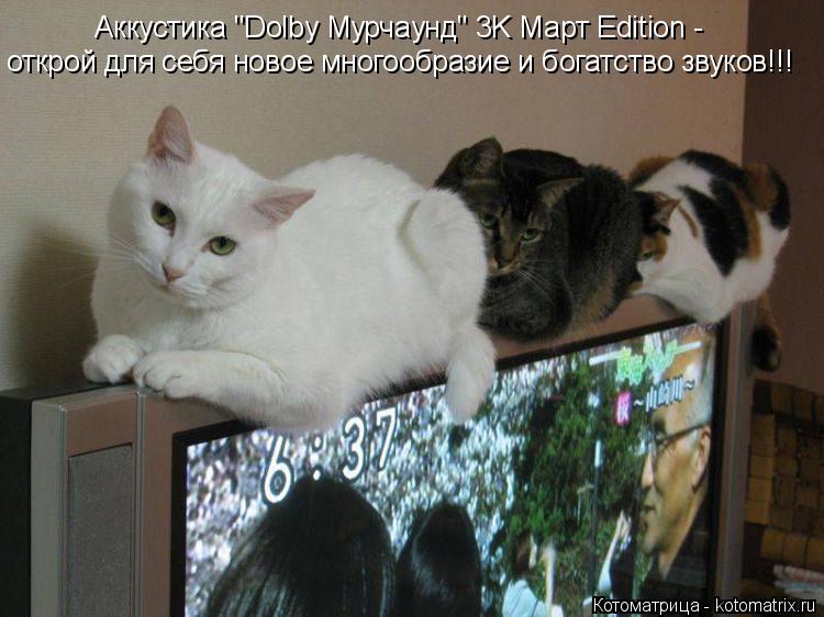 Аккустика "Dolby Мурчаунд" 3K Март Edition - открой для себя новое многообразие и богатство звуков!!!... Котоматрица: Аккустика "Dolby Мурчаунд" 3K Март Edition - открой для себя новое многообразие и богатство звуков!!!