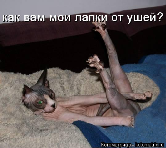 как вам мои лапки от ушей?... Котоматрица: как вам мои лапки от ушей?