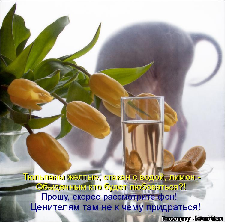 Тюльпаны желтые, стакан с водой, лимон - Обыденным кто будет любоваться?! Прошу, скорее рассмотрите ф... Котоматрица: Тюльпаны желтые, стакан с водой, лимон - Обыденным кто будет любоваться?! Прошу, скорее рассмотрите фон! Ценителям там не к чему придраться!