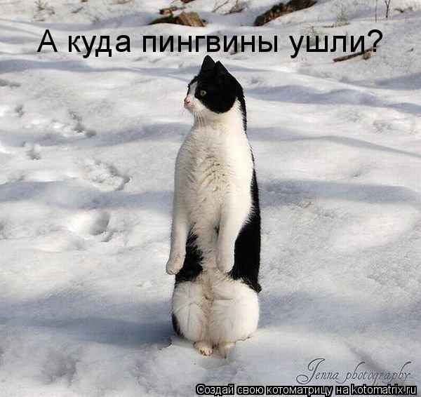 А куда пингвины ушли?... Котоматрица: А куда пингвины ушли?