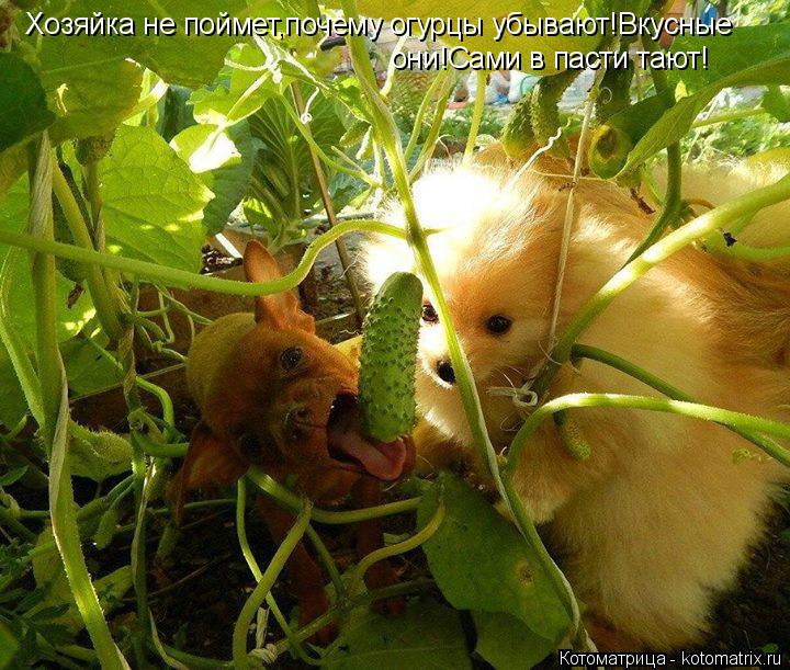 Хозяйка не поймет,почему огурцы убывают!Вкусные они!Сами в пасти тают!... Котоматрица: Хозяйка не поймет,почему огурцы убывают!Вкусные они!Сами в пасти тают!