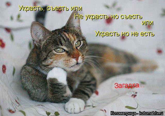 Украсть, съесть или Не украсть но съесть или Украсть но не есть Загадка...... Котоматрица: Украсть, съесть или Не украсть но съесть или Украсть но не есть Загадка...