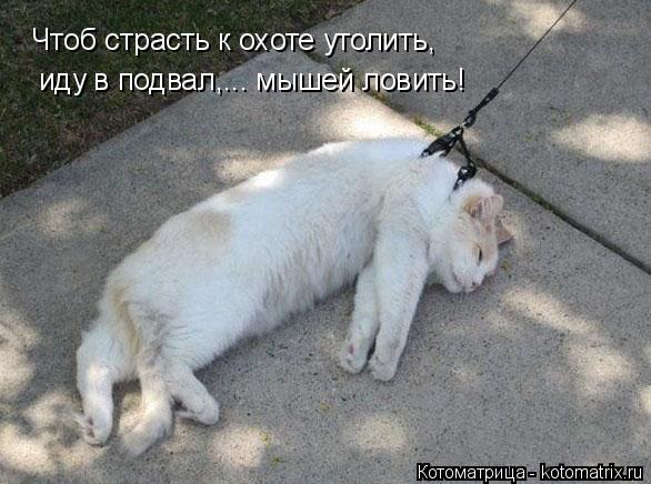 Чтоб страсть к охоте утолить, иду в подвал,... мышей ловить!... Котоматрица: Чтоб страсть к охоте утолить, иду в подвал,... мышей ловить!