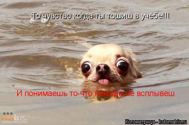 То чувство когда ты тошиш в учёбе!!! И понимаешь то-что никогда не всплывеш... Котоматрица: То чувство когда ты тошиш в учёбе!!! И понимаешь то-что никогда не всплывеш