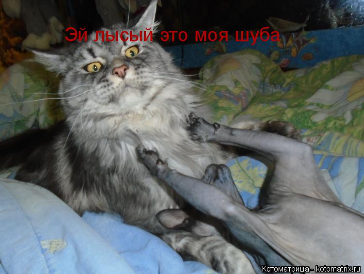 Эй лысый это моя шуба... Котоматрица: Эй лысый это моя шуба