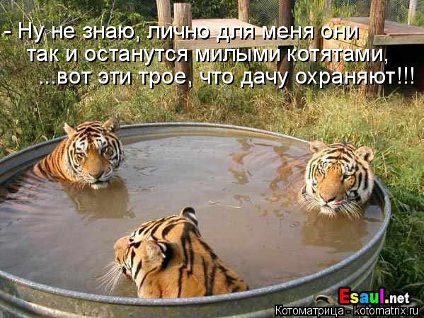 - Ну не знаю, лично для меня они так и останутся милыми котятами, ...вот эти трое, что дачу охраняют... Котоматрица: - Ну не знаю, лично для меня они так и останутся милыми котятами, ...вот эти трое, что дачу охраняют!!!