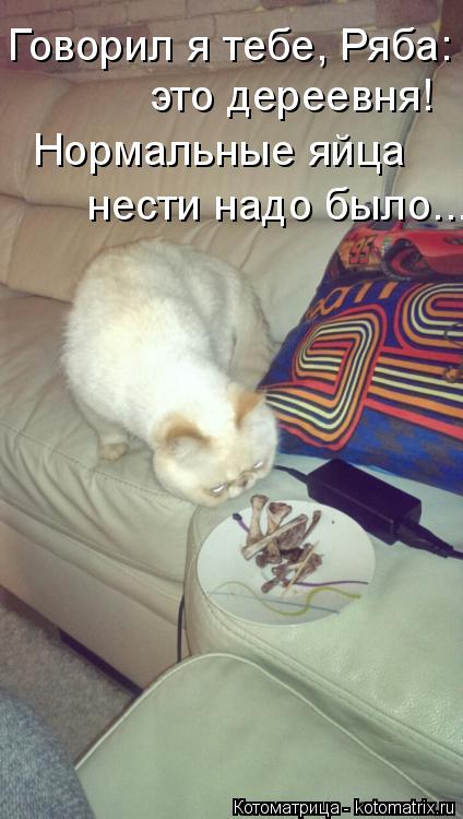 это дереевня! Говорил я тебе, Ряба: Нормальные яйца нести надо было...... Котоматрица: это дереевня! Говорил я тебе, Ряба: Нормальные яйца нести надо было...