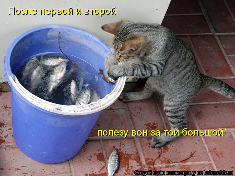 После первой и второй полезу вон за той большой!... Котоматрица: После первой и второй полезу вон за той большой!