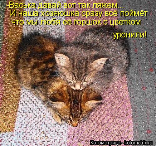 -Васька давай вот так ляжем... И наша хозяюшка сразу всё поймёт что мы любя её горшок с цветком ур... Котоматрица: -Васька давай вот так ляжем... И наша хозяюшка сразу всё поймёт что мы любя её горшок с цветком уронили!