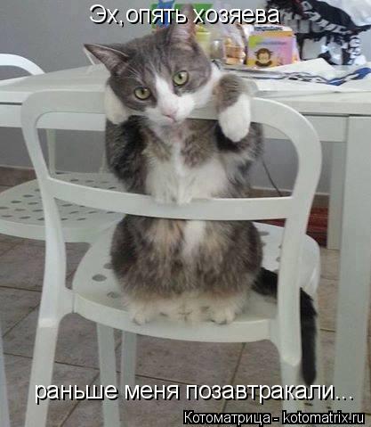 Эх,опять хозяева раньше меня позавтракали...... Котоматрица: Эх,опять хозяева раньше меня позавтракали...