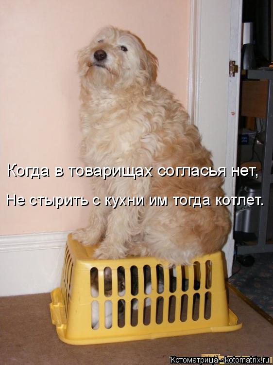 Когда в товарищах согласья нет, Не стырить с кухни им тогда котлет.... Котоматрица: Когда в товарищах согласья нет, Не стырить с кухни им тогда котлет.