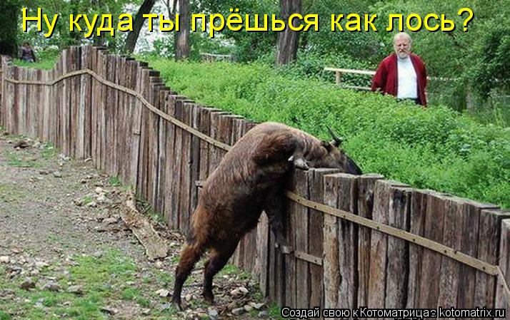 Ну куда ты прёшься как лось?... Котоматрица: Ну куда ты прёшься как лось?