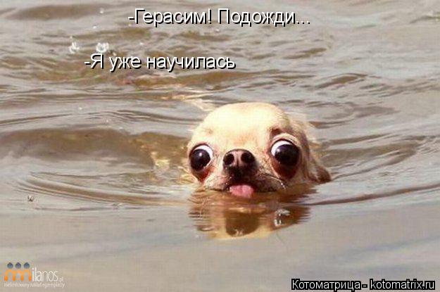 -Герасим! Подожди... -Я уже научилась... Котоматрица: -Герасим! Подожди... -Я уже научилась
