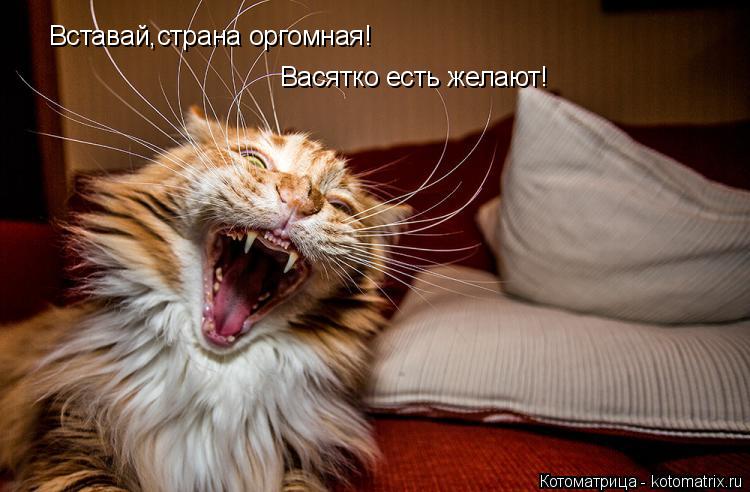 Вставай,страна оргомная! Васятко есть желают!... Котоматрица: Вставай,страна оргомная! Васятко есть желают!