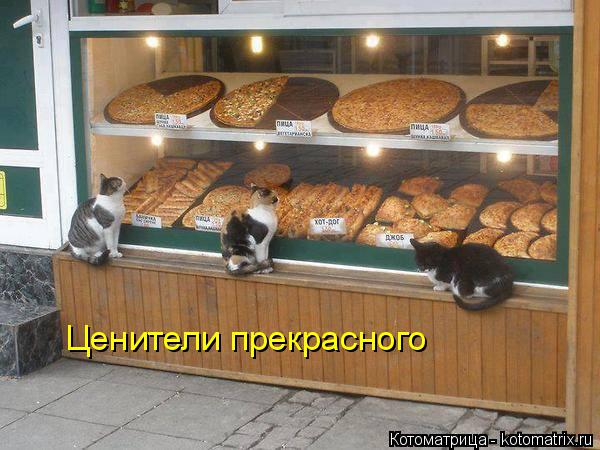 Ценители прекрасного... Котоматрица: Ценители прекрасного