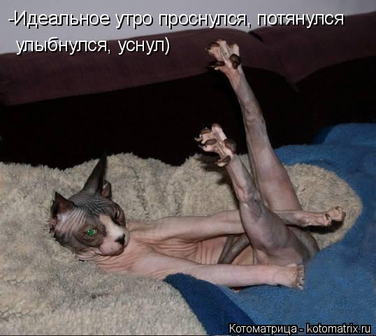 -Идеальное утро проснулся, потянулся улыбнулся, уснул)... Котоматрица: -Идеальное утро проснулся, потянулся улыбнулся, уснул)