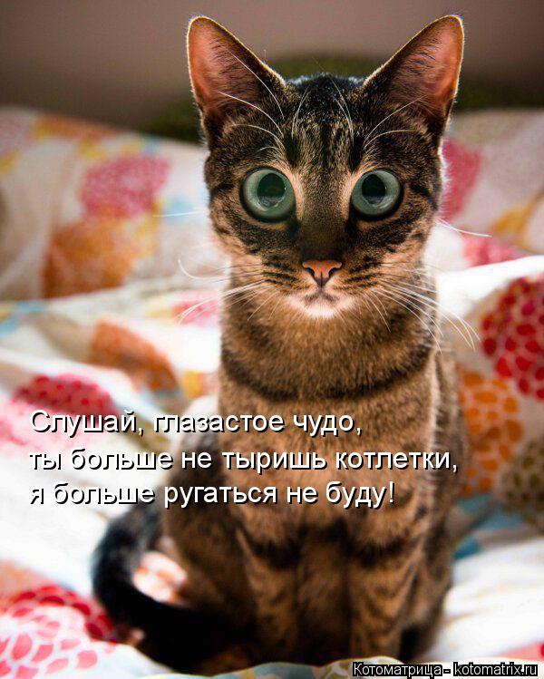 Слушай, глазастое чудо, ты больше не тыришь котлетки, я больше ругаться не буду!... Котоматрица: Слушай, глазастое чудо, ты больше не тыришь котлетки, я больше ругаться не буду!