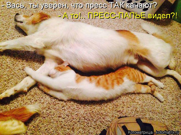 - Вась, ты уверен, что пресс ТАК качают? - А то!.. ПРЕСС-ПАПЬЕ видел?!... Котоматрица: - Вась, ты уверен, что пресс ТАК качают? - А то!.. ПРЕСС-ПАПЬЕ видел?!