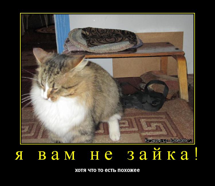 я вам не зайка! хотя что то есть похожее... Котоматрица: я вам не зайка! хотя что то есть похожее