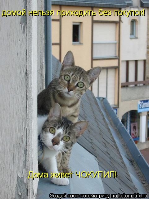 домой нельзя приходить без покупок! Дома живет ЧОКУПИЛ!... Котоматрица: домой нельзя приходить без покупок! Дома живет ЧОКУПИЛ!