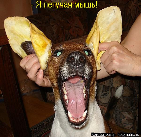 - Я летучая мышь!... Котоматрица: - Я летучая мышь!