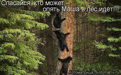 Котоматрица: Спасайся, кто может -  опять Маша в лес идёт!!!