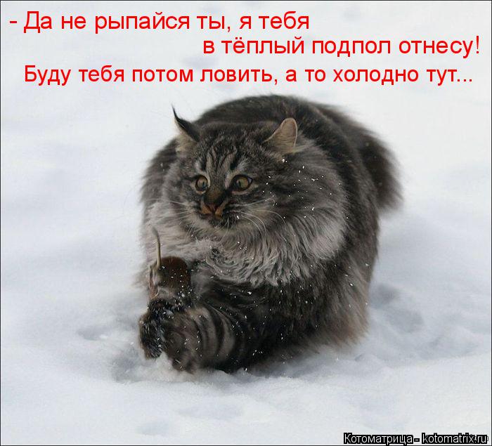 - Да не рыпайся ты, я тебя в тёплый подпол отнесу! Буду тебя потом ловить, а то холодно тут...... Котоматрица: - Да не рыпайся ты, я тебя в тёплый подпол отнесу! Буду тебя потом ловить, а то холодно тут...