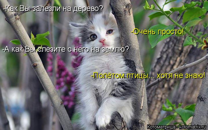 -Как Вы залезли на дерево? -Очень просто! -А как Вы слезите с него на землю? -Полётом птицы... хотя н... Котоматрица: -Как Вы залезли на дерево? -Очень просто! -А как Вы слезите с него на землю? -Полётом птицы... хотя не знаю!