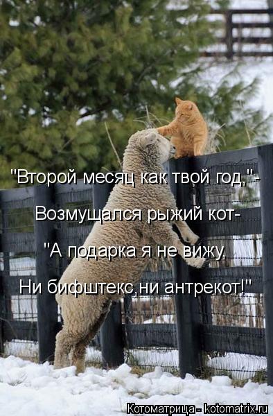 "Второй месяц как твой год,"- Возмущался рыжий кот- Ни бифштекс,ни антрекот!" "А подарка я не вижу,... Котоматрица: "Второй месяц как твой год,"- Возмущался рыжий кот- Ни бифштекс,ни антрекот!" "А подарка я не вижу,