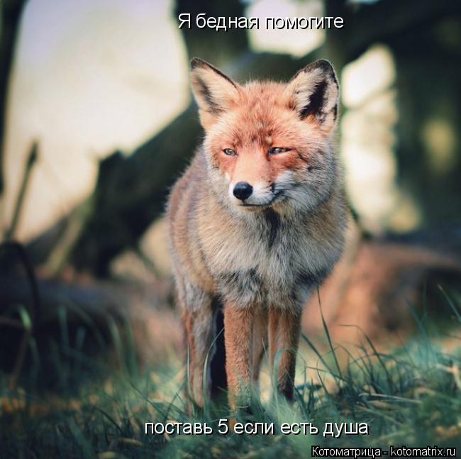 Я бедная помогите поставь 5 если есть душа... Котоматрица: Я бедная помогите поставь 5 если есть душа