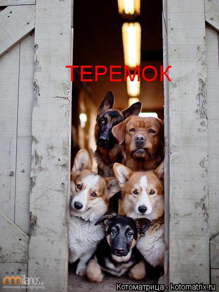 ТЕРЕМОК... Котоматрица: ТЕРЕМОК
