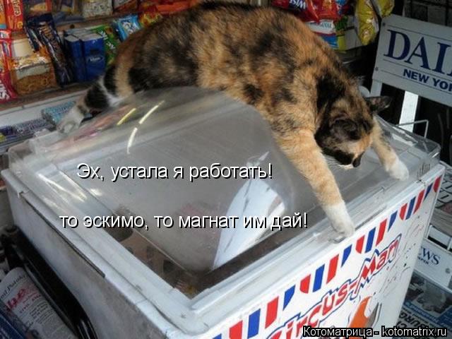 Эх, устала я работать! то эскимо, то магнат им дай!... Котоматрица: Эх, устала я работать! то эскимо, то магнат им дай!