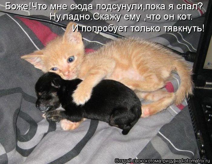 Боже!Что мне сюда подсунули,пока я спал? Ну,ладно.Скажу ему ,что он кот. И попробует только тявкнуть!... Котоматрица: Боже!Что мне сюда подсунули,пока я спал? Ну,ладно.Скажу ему ,что он кот. И попробует только тявкнуть!