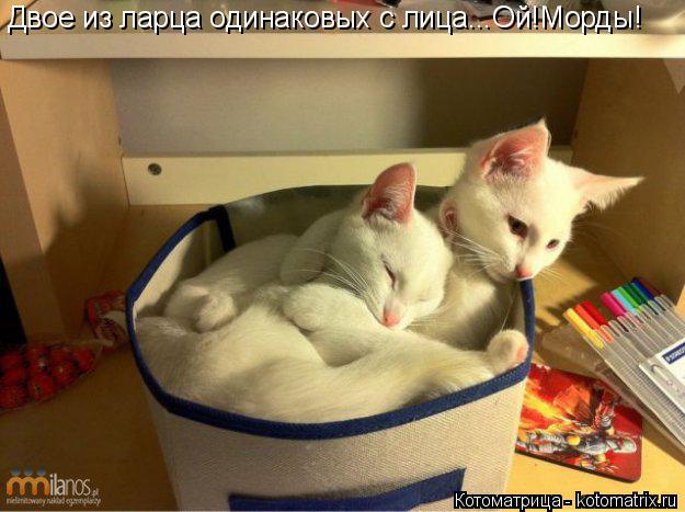 Двое из ларца одинаковых с лица...Ой!Морды!... Котоматрица: Двое из ларца одинаковых с лица...Ой!Морды!
