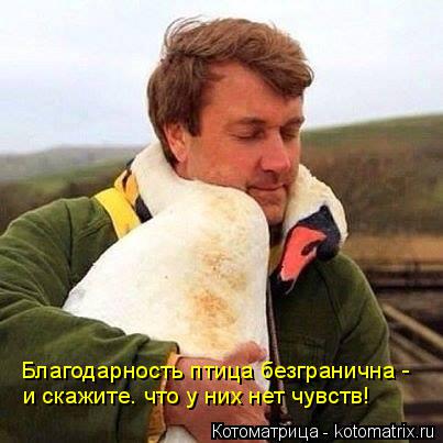 Благодарность птица безгранична - и скажите. что у них нет чувств!... Котоматрица: Благодарность птица безгранична - и скажите. что у них нет чувств!
