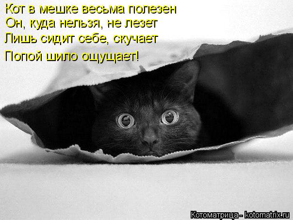 Котоматрица: Кот в мешке весьма полезен  Он, куда нельзя, не лезет  Лишь сидит себе, скучает  Попой шило ощущает!