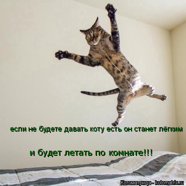 если не будете давать коту есть он станет лёгким и будет летать по комнате!!!... Котоматрица: если не будете давать коту есть он станет лёгким и будет летать по комнате!!!