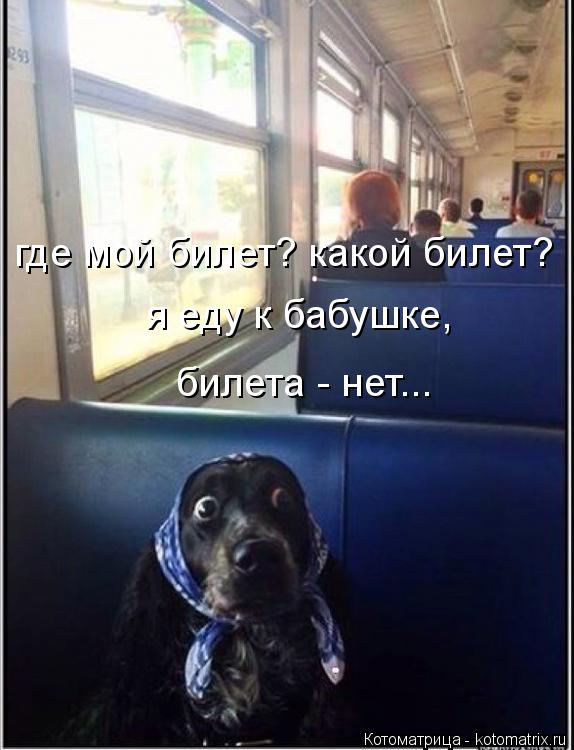 где мой билет? какой билет? я еду к бабушке, билета - нет...... Котоматрица: где мой билет? какой билет? я еду к бабушке, билета - нет...