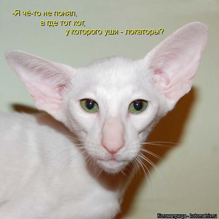 -Я чё-то не понял, а где тот кот, у которого уши - локаторы?... Котоматрица: -Я чё-то не понял, а где тот кот, у которого уши - локаторы?