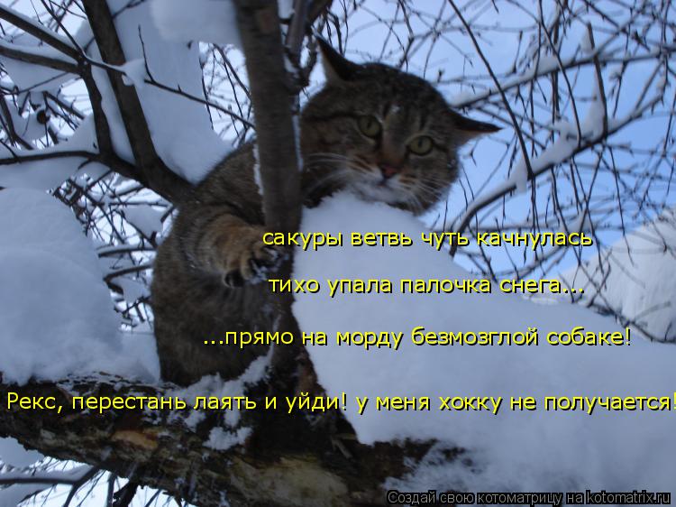 сакуры ветвь чуть качнулась тихо упала палочка снега... ...прямо на морду безмозглой собаке! Рекс, пе... Котоматрица: сакуры ветвь чуть качнулась тихо упала палочка снега... ...прямо на морду безмозглой собаке! Рекс, перестань лаять и уйди! у меня хокку не полу