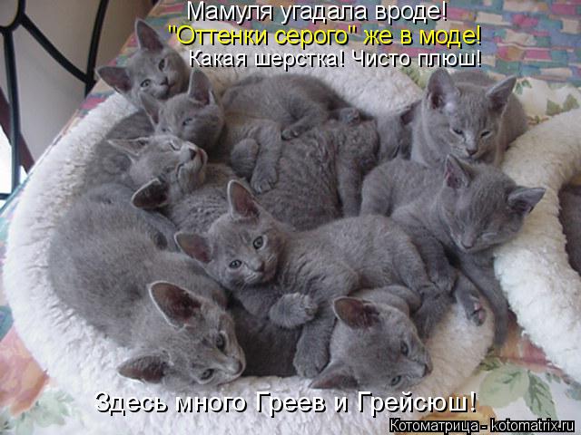 "Оттенки серого" же в моде! Мамуля угадала вроде! Какая шерстка! Чисто плюш! Здесь много Греев и Грей... Котоматрица: "Оттенки серого" же в моде! Мамуля угадала вроде! Какая шерстка! Чисто плюш! Здесь много Греев и Грейсюш!