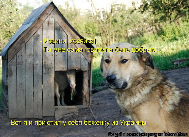 - Извини, хозяйка! Ты мне сама говорила быть добрым... Вот я и приютил у себя беженку из Украины...... Котоматрица: - Извини, хозяйка! Ты мне сама говорила быть добрым... Вот я и приютил у себя беженку из Украины...