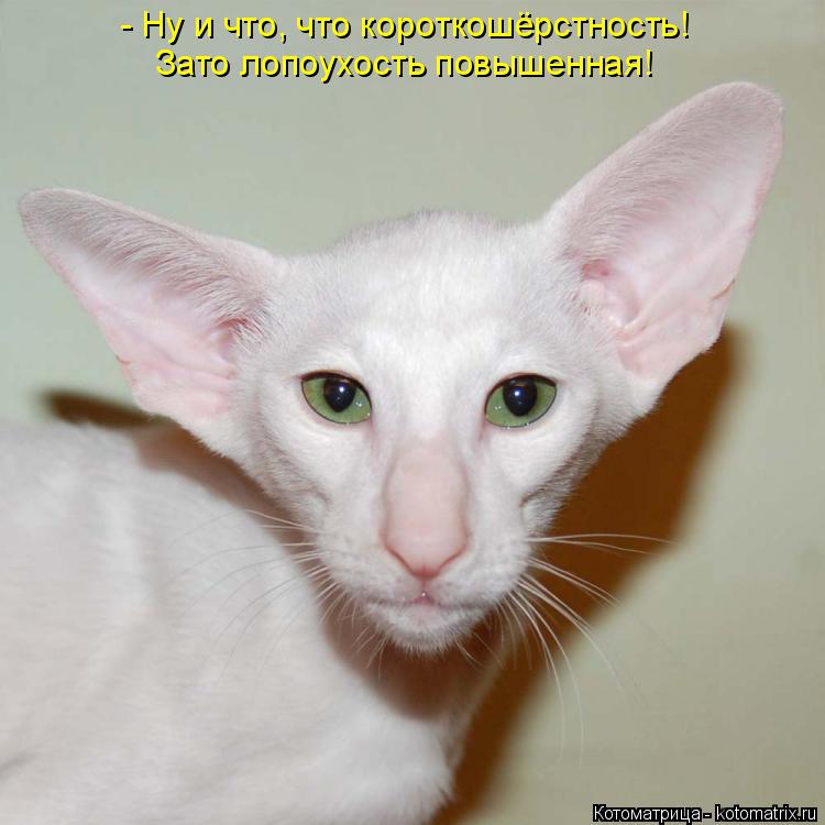 - Ну и что, что короткошёрстность! Зато лопоухость повышенная!... Котоматрица: - Ну и что, что короткошёрстность! Зато лопоухость повышенная!