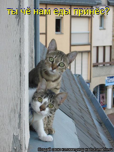 ты чё нам еды принёс? ты чё нам еды принёс?... Котоматрица: ты чё нам еды принёс? ты чё нам еды принёс?
