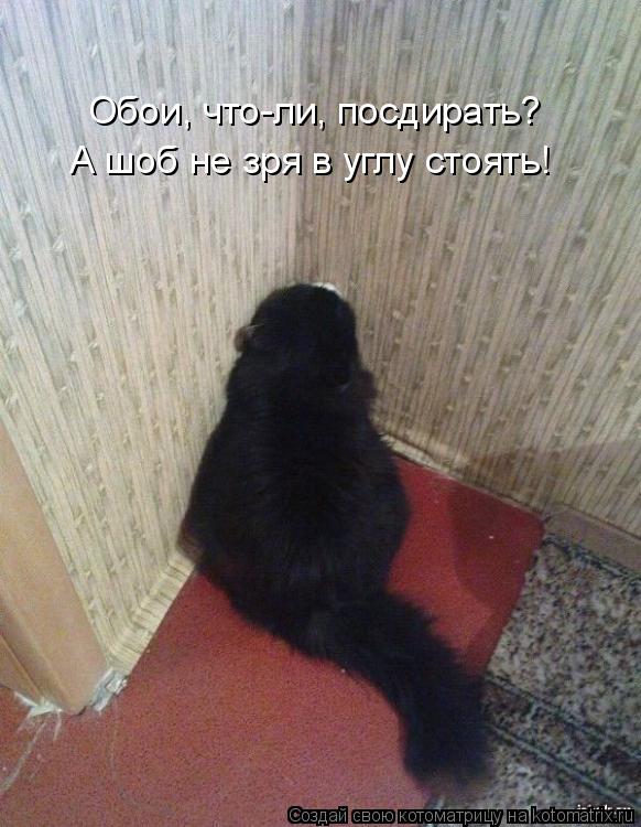 Обои, что-ли, посдирать? А шоб не зря в углу стоять!... Котоматрица: Обои, что-ли, посдирать? А шоб не зря в углу стоять!