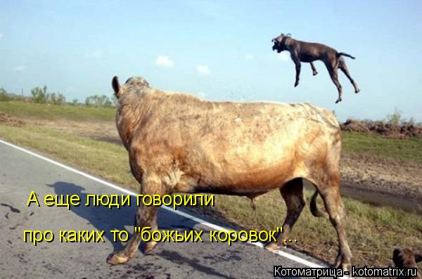 про каких то "божьих коровок"... А еще люди говорили... Котоматрица: про каких то "божьих коровок"... А еще люди говорили