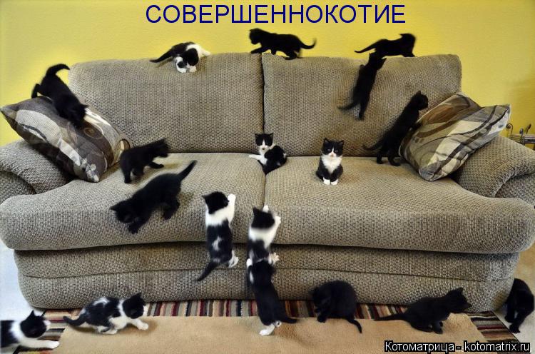 СОВЕРШЕННОКОТИЕ... Котоматрица: СОВЕРШЕННОКОТИЕ