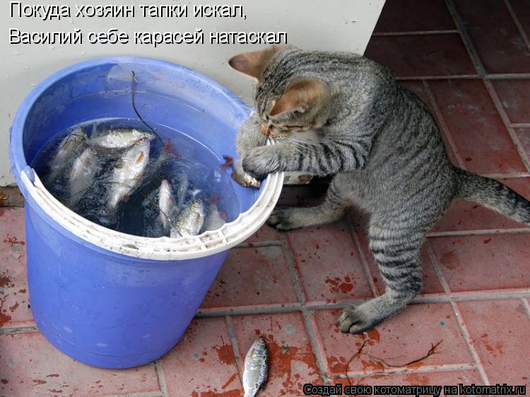 Покуда хозяин тапки искал, Василий себе карасей натаскал... Котоматрица: Покуда хозяин тапки искал, Василий себе карасей натаскал