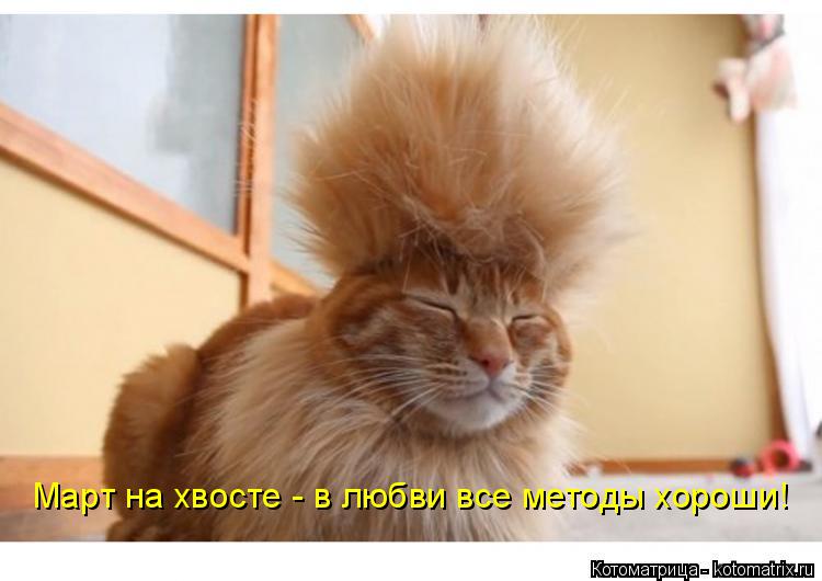 Март на хвосте - в любви все методы хороши!... Котоматрица: Март на хвосте - в любви все методы хороши!