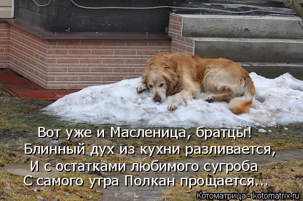 Вот уже и Масленица, братцы! Блинный дух из кухни разливается, И с остатками любимого сугроба С самог... Котоматрица: Вот уже и Масленица, братцы! Блинный дух из кухни разливается, И с остатками любимого сугроба С самого утра Полкан прощается...